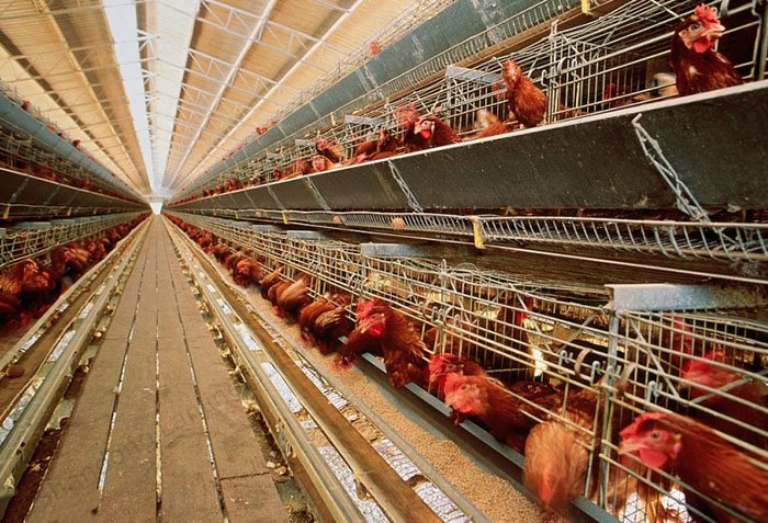 Steel Poultry House